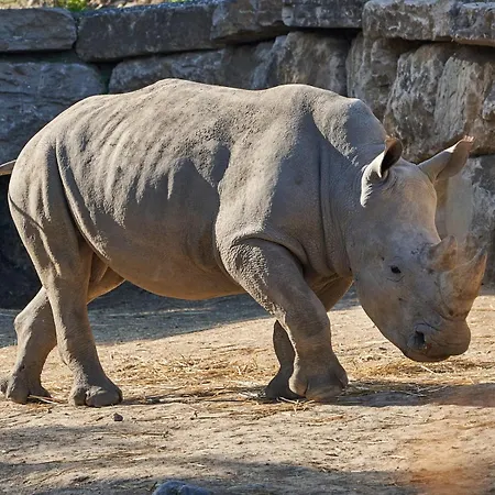 Hotel Selwo Lodge - Animal Park Tickets Included-2